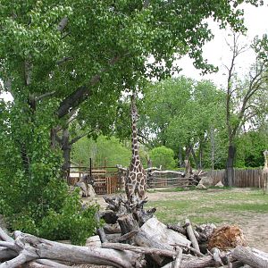 African Plains - Giraffe