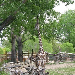 African Plains - Giraffe