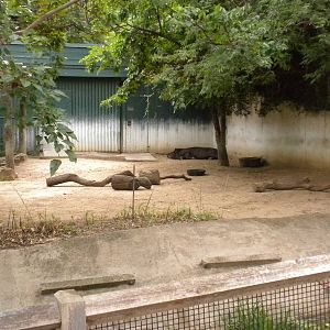 Lowland Tapir