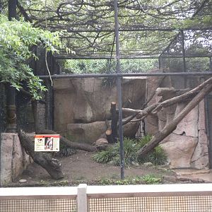 Ocelot Exhibit on Cat Row