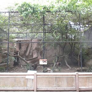 Ocelot exhibit on Cat Row