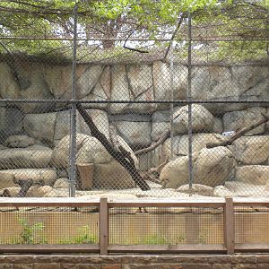 Old Lion exhibit (now ocelot)