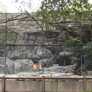 Bobcat exhibit on Cat Row