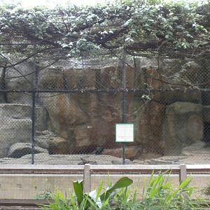 Fishing Cat Exhibit on Cat Row