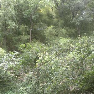 Future Orang exhibit?