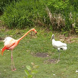 Caribbean Flamingo vs. Wood Stork