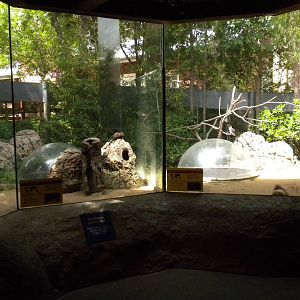 The Underzone - Jackson's Hornbills and Dwarf Mongoose