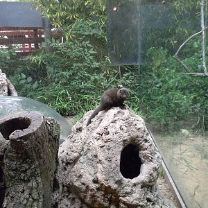 The Underzone - Dwarf Mongoose