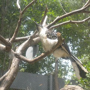The Underzone - Jackson's Hornbill