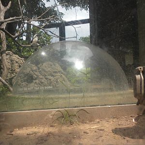 The Underzone - Mongoose and Hornbill exhibit