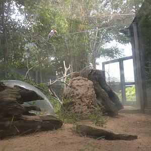The Underzone - Mongoose and Hornbill exhibit