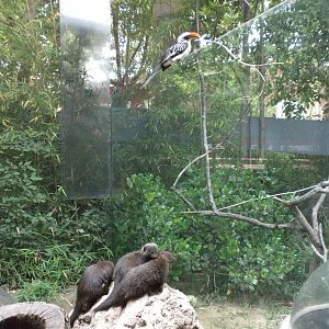 The Underzone - Mongoose and Hornbill exhibit
