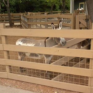 Children's Zoo - The Farm