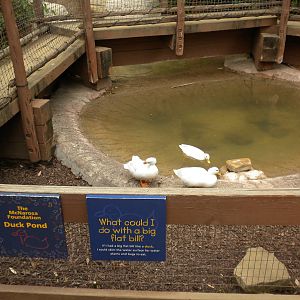 Children's Zoo - Duck Pond