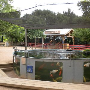Children's Zoo - Koi Pond and Pony Rides