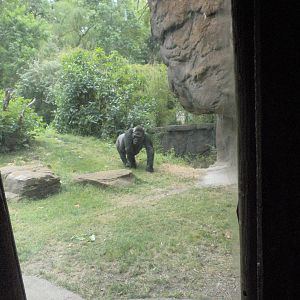 North Gorilla Viewing Bunker