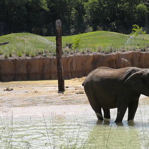 Giants of the Savanna - first day for Jenny and Gypsy