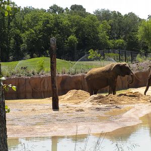 Giants of the Savanna - first day for Jenny and Gypsy