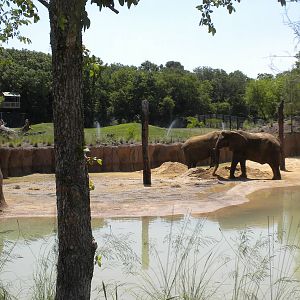 Giants of the Savanna - first day for Jenny and Gypsy
