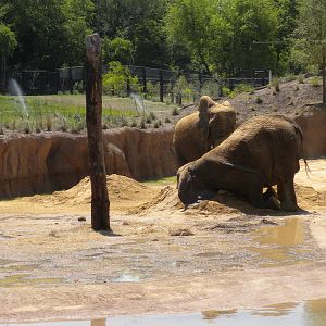 Giants of the Savanna - first day for Jenny and Gypsy
