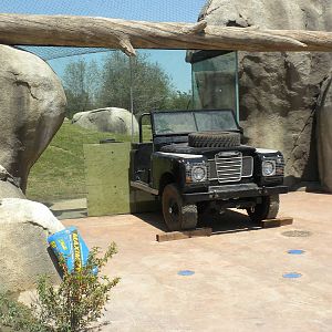 Giants of the Savanna - the Cheetah's new Land Rover