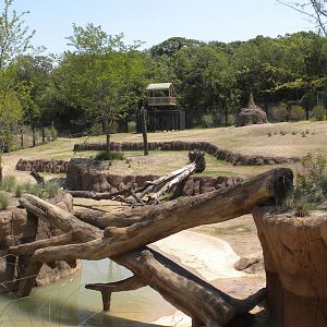 Giants of the Savanna