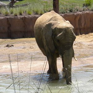 Giants of the Savanna - Jenny and Gypsy's first day out