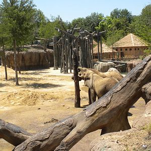 Giants of the Savanna - Jenny and Gypsy's first day out