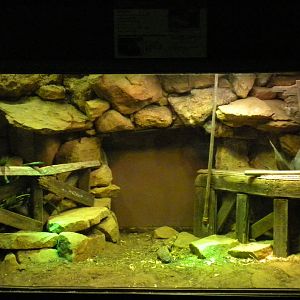 Mexican Beaded Lizard