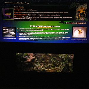 Panamanian Golden Frog