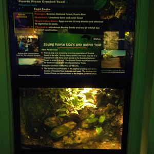 Puerto Rican Crested Toad