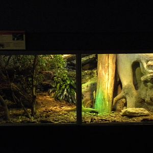 Crocodile Monitor exhibit