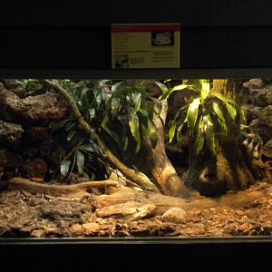 Reticulated Python exhibit