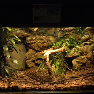 Burmese Python exhibit