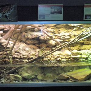 Sailfin Lizard exhibit