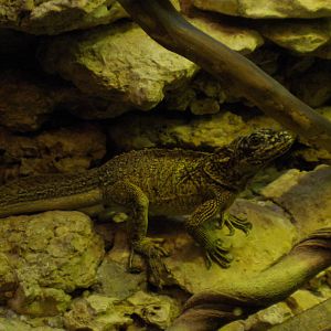 Sailfin Lizard