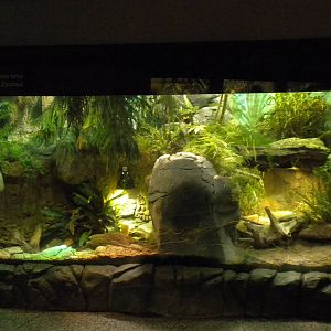 Tuatara exhibit