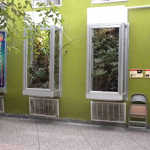 Chameleon exhibits