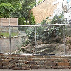 Rhinoceros Iguana Exhibit
