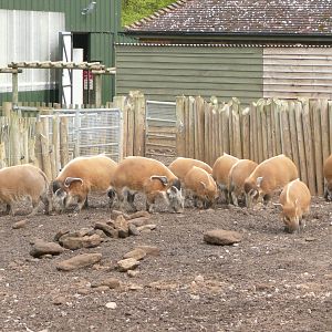 Red River Hog Group