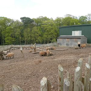 Red River Hog Enclosure