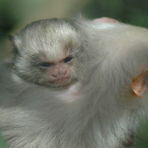 baby silvery marmoset