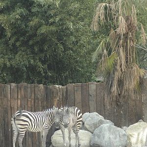 zebras