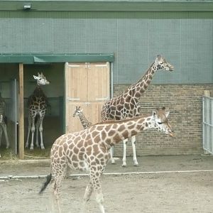 Part of Rothschild's Giraffe herd