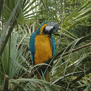 blue & gold macaw