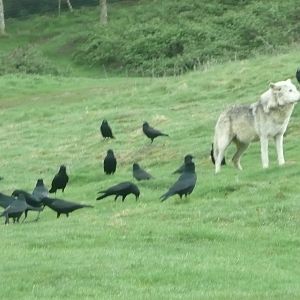Feeding time for wolf and crows .