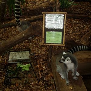 Tropikariet - Madagascar (lemurs)
