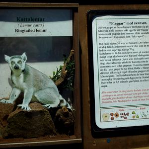 Tropikariet - Signage example