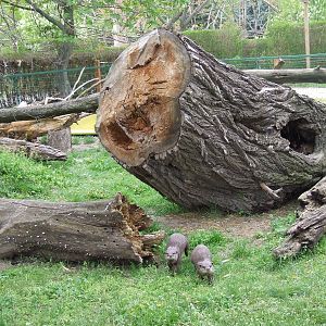 Asian Short-clawed Otters
