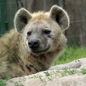 Spotted Hyena